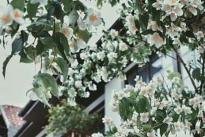 Vienna - Athens: 21-Day Tour of Central Europe and Balkans