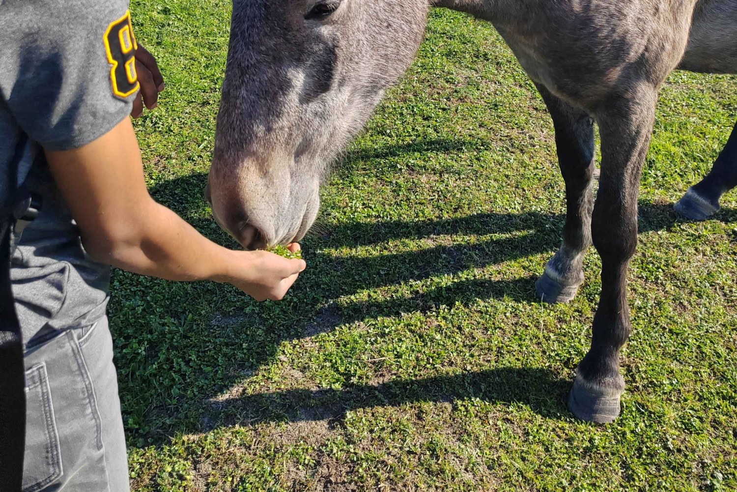 Safaritur till Zasavica