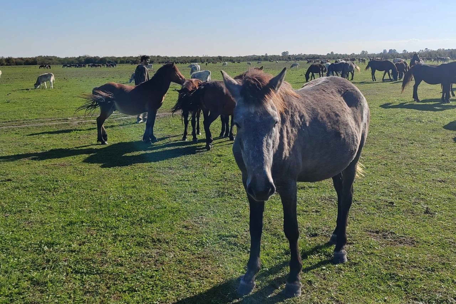 Safaritur till Zasavica