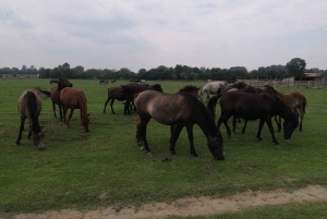 Safaritur till Zasavica