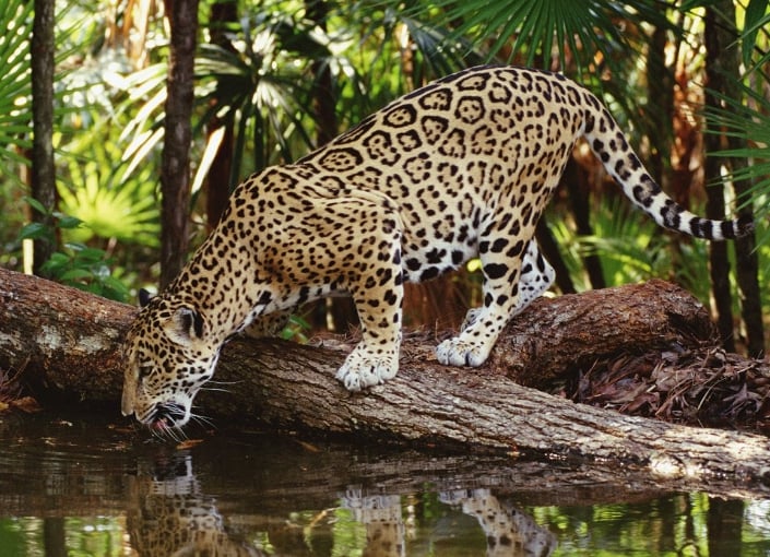 Agua Caliente Luha Wildlife Sanctuary
