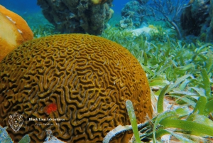 Excursión de día completo con todo incluido a Hol Chan para hacer snorkel