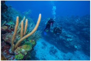 Cayo Ambergris: Excursión de buceo de 2 tanques en la Barrera de Coral