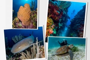 Cayo Ambergris: Excursión de buceo de 2 tanques en la Barrera de Coral