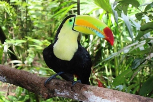 Ciudad de Belice: tubing en una cueva y Xunantunich