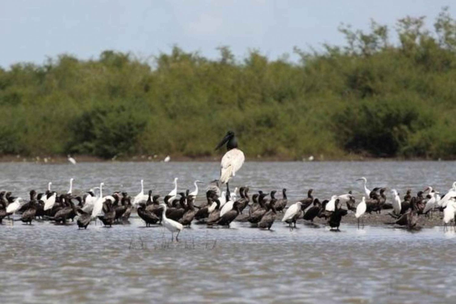 Belize: Crooked Tree Wildlife Sanctuary Tour