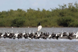 Belice: Excursión al Santuario de Fauna Crooked Tree