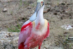 Belice: Excursión al Santuario de Fauna Crooked Tree