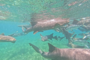 Belize: Hol Chan Snorkel Adventure, the Best Marine Reserve