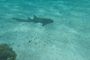 Belize: Hol Chan Snorkel Adventure, the Best Marine Reserve