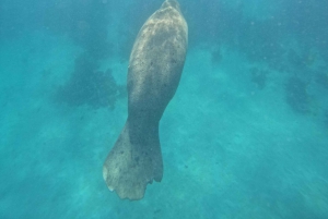 Belize: Hol Chan Snorkel Adventure, the Best Marine Reserve