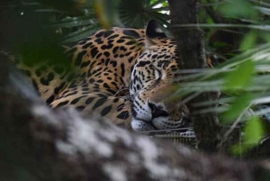 Belice: Excursión de Aventura al Zoo