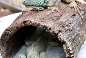 Best of San Ignacio Day Tour: Culture & Wildlife