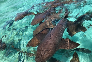 Caye Caulker: 7-Stop Snorkeling in the Belize Barrier Reef