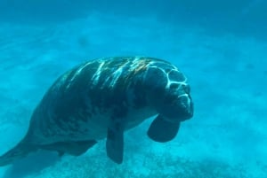 Caye Caulker: 7 paradas para bucear en la Barrera de Coral de Belice
