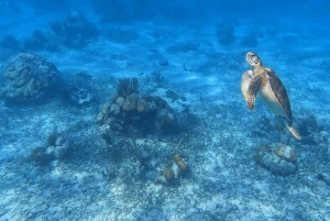 Cayo Caulker: medio día de snorkel y paseo en barco al atardecer