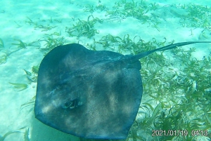 Cayo Caulker: medio día de snorkel y paseo en barco al atardecer