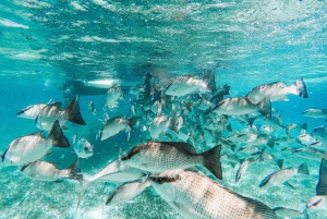 Caye Caulker: Hol Chan Marine Reserve 7-Stop Snorkeling Tour