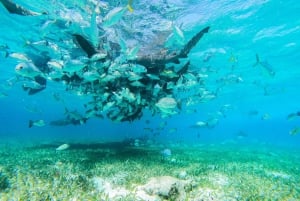 Caye Caulker: Hol Chan Marine Reserve 7-Stop Snorkeling Tour