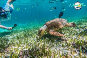 Caye Caulker: Hol Chan Marine Reserve Small-Group Tour