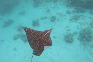 Caye Caulker: Excursión en grupo reducido a la Reserva Marina de Hol Chan