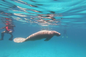 Caye Caulker: Excursión en grupo reducido a la Reserva Marina de Hol Chan