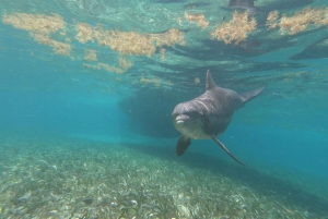 Caye Caulker: Excursión en grupo reducido a la Reserva Marina de Hol Chan