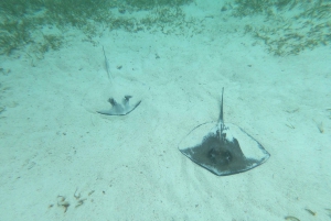 Caye Caulker: Excursión en grupo reducido a la Reserva Marina de Hol Chan