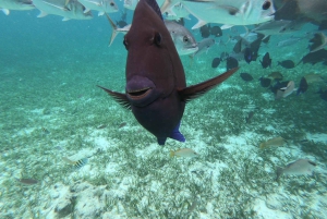 Caye Caulker: Excursión en grupo reducido a la Reserva Marina de Hol Chan