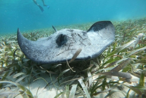 Caye Caulker: Excursión en grupo reducido a la Reserva Marina de Hol Chan