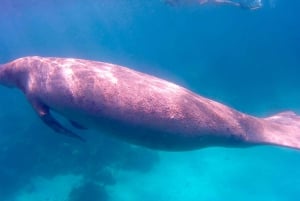 Caye Caulker: Hol-Chan Snorkeling & San Pedro Island Visit
