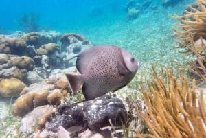 Caye Caulker: Hol-Chan Snorkeling & San Pedro Island Visit