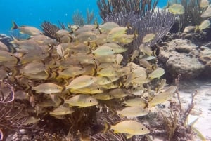 Caye Caulker: Hol-Chan Snorkeling & San Pedro Island Visit