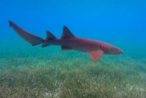 Caye Caulker: Hol-Chan Snorkeling & San Pedro Island Visit