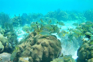 Caye Caulker: Hol-Chan Snorkeling & San Pedro Tour w/ Lunch