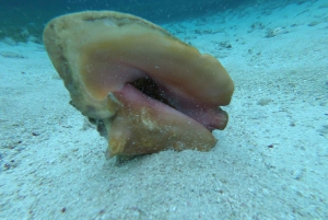Caye Caulker: Local Reef Half-Day 3-Stop Snorkeling Tour