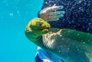 Caye Caulker: Tour de medio día de 3 paradas para hacer snorkel en los arrecifes locales