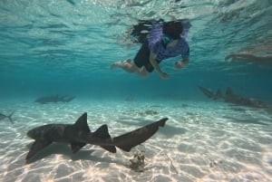 Caye Caulker: Local Reef Half-Day 3-Stop Snorkeling Tour
