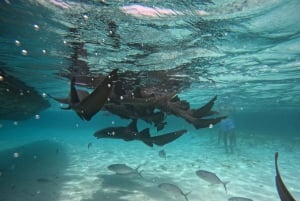 Caye Caulker: Local Reef Half-Day 3-Stop Snorkeling Tour