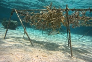 Caye Caulker: Local Reef Half-Day 3-Stop Snorkeling Tour