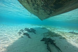 Caye Caulker: Local Reef Half-Day 3-Stop Snorkeling Tour