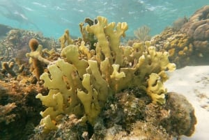 Caye Caulker: Local Reef Half-Day 3-Stop Snorkeling Tour