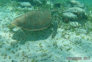 Caye Caulker Marine Reserve Half Day Snorkeling Adventure