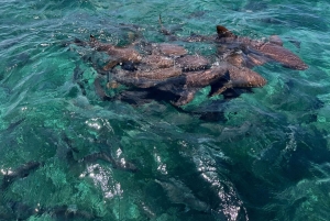 Caye Caulker Marine Reserve Half Day Snorkeling Adventure