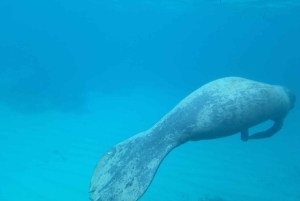 Caye Caulker Marine Reserve Half Day Snorkeling Adventure