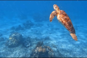 Caye Caulker Marine Reserve Half Day Snorkeling Adventure