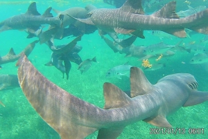 Caye Caulker Marine Reserve Half Day Snorkeling Adventure