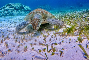 Caye Caulker: Private Full-Day Hol Chan Snorkel Tour