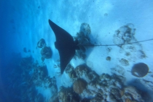 Caye Caulker: Private Full-Day Hol Chan Snorkel Tour