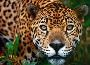 Santuario de Vida Silvestre Cockscomb Basin / Reserva de Jaguares